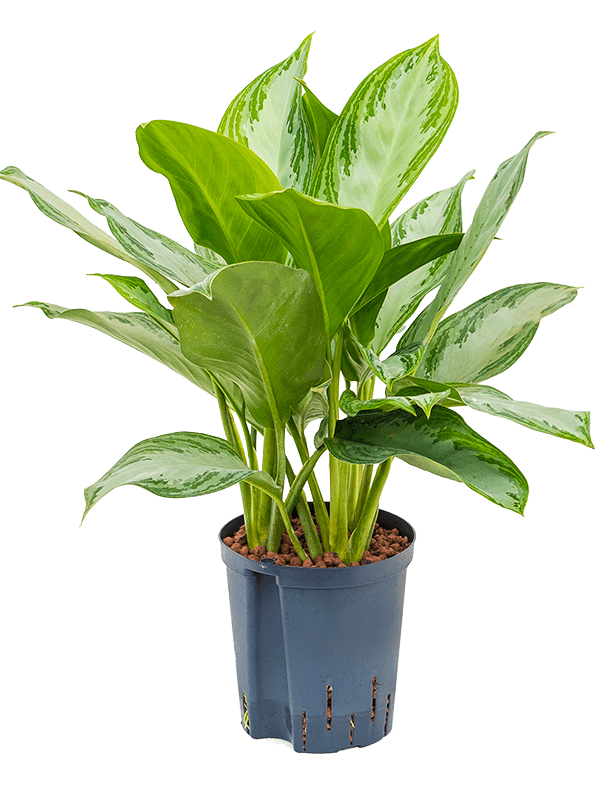 Planta naturala de interior Tuft D35xH45cm Aglaonema 'Silver Bay' P18/19cm in hidrogranule