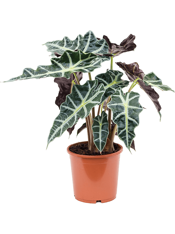 Planta naturala de interior Tuft D35xH45cm Alocasia 'Polly' PS17/14cm in pamant