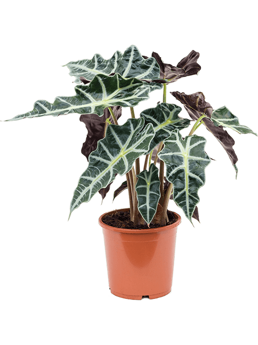 Planta naturala de interior Tuft D35xH45cm Alocasia 'Polly' PS17/14cm in pamant