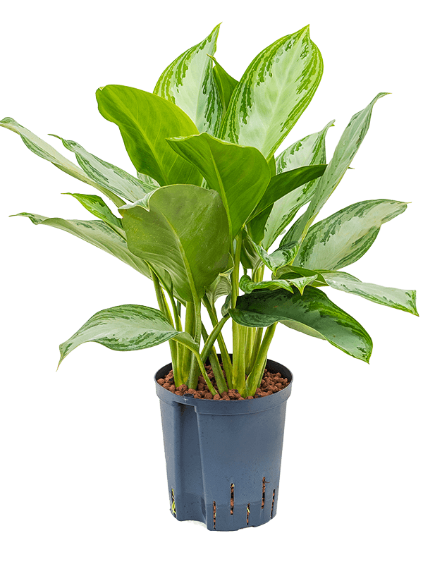 Planta naturala de interior Tuft D35xH50cm Aglaonema 'Silver Bay' P18/19cm in hidrogranule
