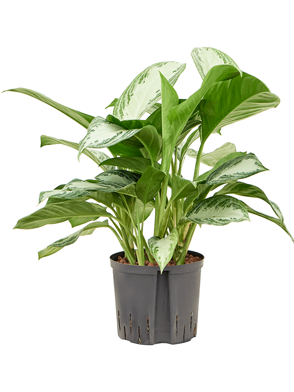 Planta naturala de interior Tuft D35xH50cm Aglaonema 'Silver Bay' P22/19cm in hidrogranule