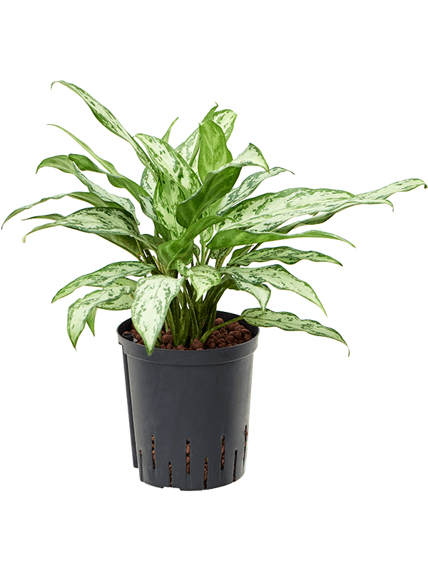 Planta naturala de interior Tuft D35xH50cm Aglaonema 'Silver Queen' P18/19cm in hidrogranule