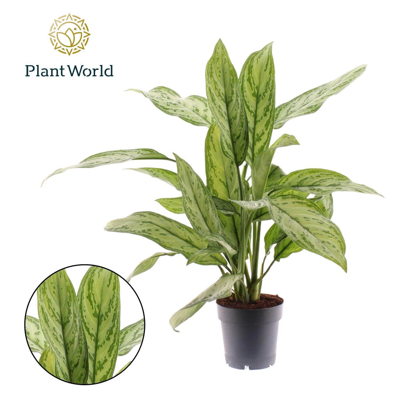 Planta naturala de interior Tuft D35xH50cm Aglaonema 'Silver Queen' PS14cm in pamant