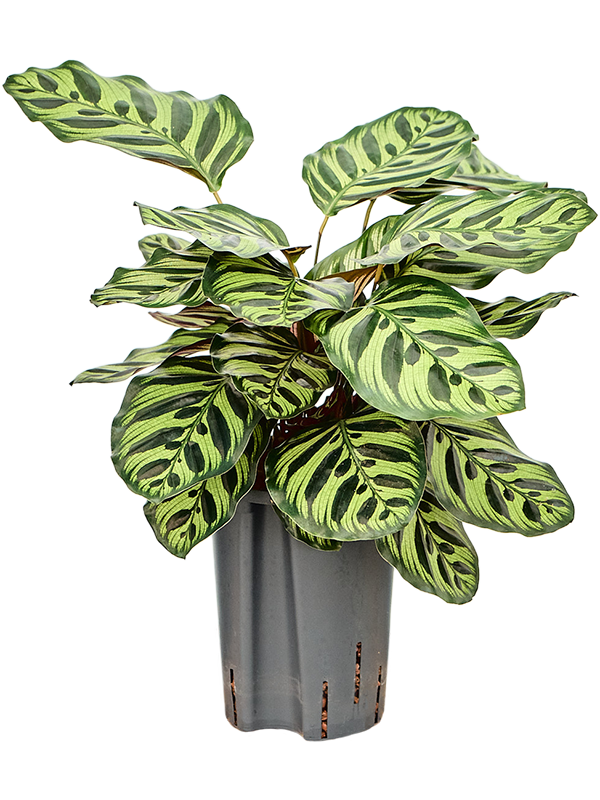 Planta naturala de interior Tuft D35xH50cm Calathea 'Makoyana' P15/19cm in hidrogranule