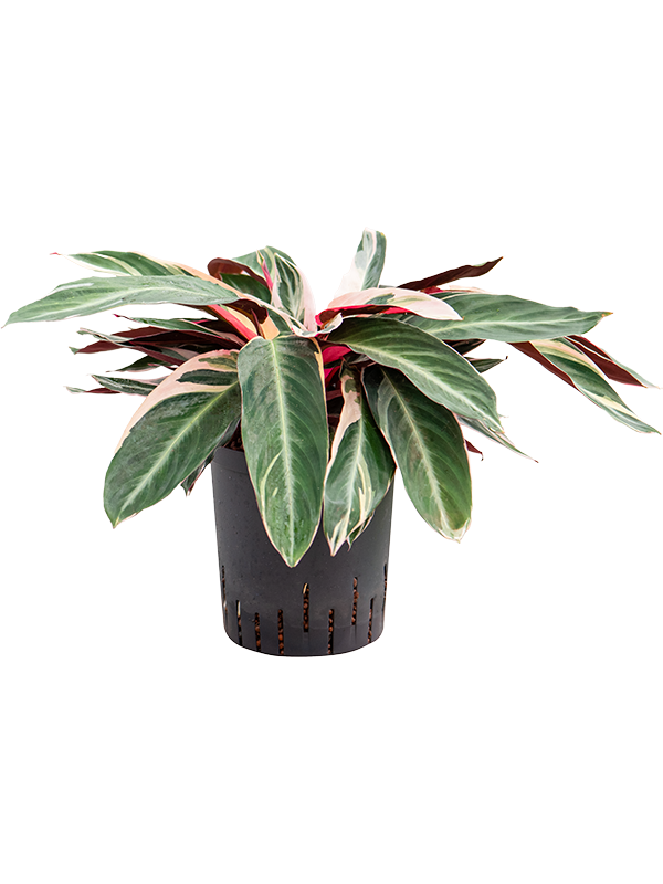 Planta naturala de interior Tuft D35xH50cm Calathea 'Triostar' P18/19cm in hidrogranule