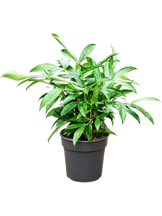 Planta naturala de interior Tuft D35xH50cm Dracaena surculosa PS19/21cm in pamant