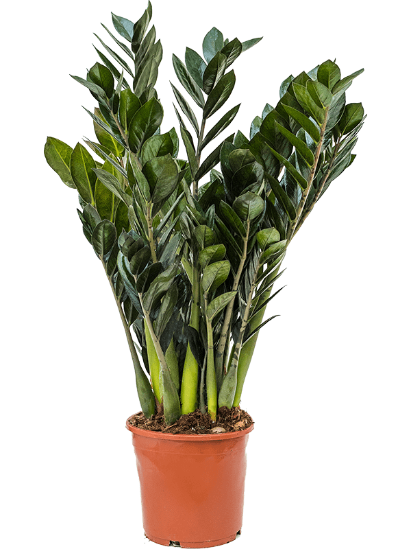 Planta naturala de interior Tuft D35xH50cm Zamioculcas zamiifolia 'Super Nova' PS17/16cm in pamant