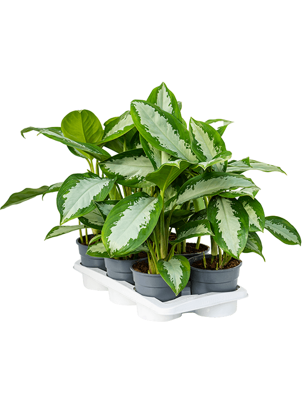 Planta naturala de interior Tuft D35xH55cm Aglaonema 'Diamond Bay' PS17/15cm in pamant