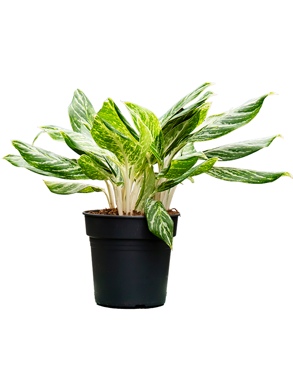 Planta naturala de interior Tuft D35xH55cm Aglaonema 'Madonna' PS21/20cm in pamant