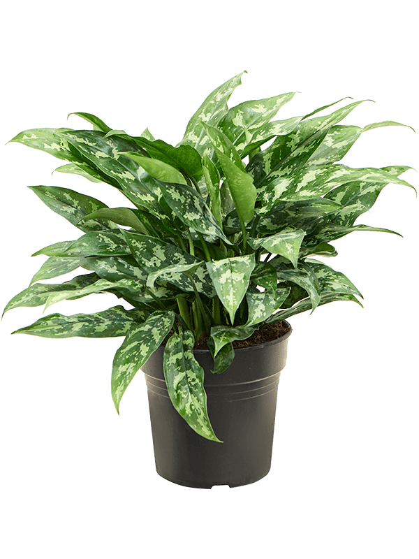 Planta naturala de interior Tuft D35xH55cm Aglaonema 'Maria' PS21/20cm in pamant