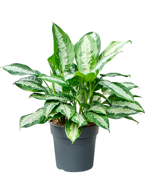 Planta naturala de interior Tuft D35xH55cm Aglaonema 'Pattaya beauty' PS24/20cm in pamant