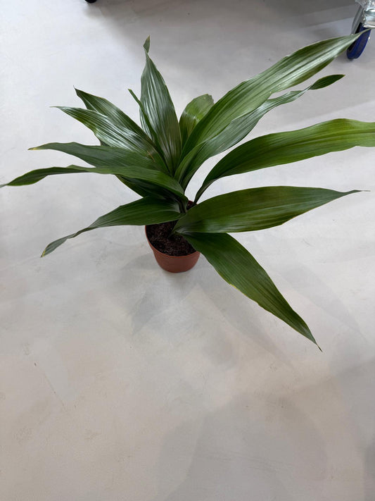 Planta naturala de interior Tuft D35xH55cm Aspidistra elatior PS14/11cm in pamant