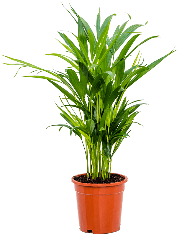 Planta naturala de interior Tuft D35xH55cm Dypsis (Areca) lutescens PS17/16cm in pamant