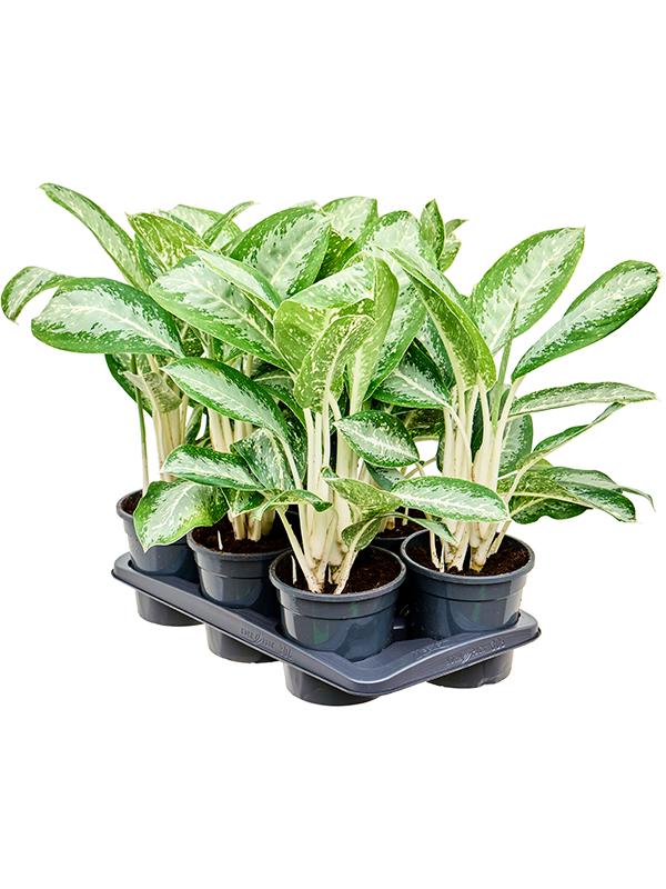 Planta naturala de interior Tuft D35xH60cm Aglaonema 'Anouk' PS17/15cm in pamant