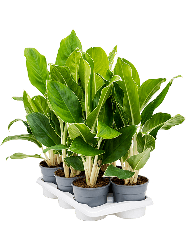 Planta naturala de interior Tuft D35xH60cm Aglaonema ‘Cintho King’ PS17/15cm in pamant