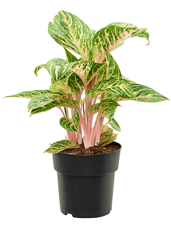 Planta naturala de interior Tuft D35xH60cm Aglaonema 'Coco Melon' PS19/17cm in pamant