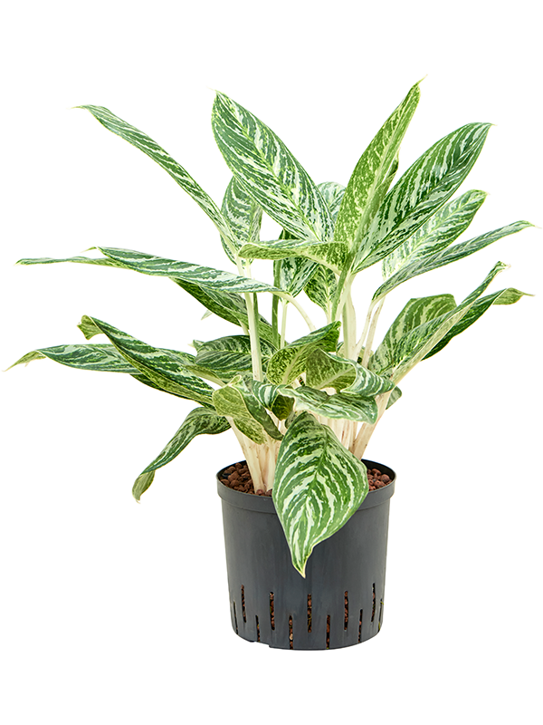 Planta naturala de interior Tuft D35xH60cm Aglaonema 'Madonna' P22/19cm in hidrogranule