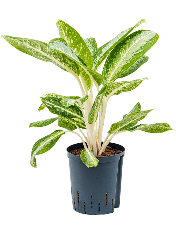 Planta naturala de interior Tuft D35xH60cm Aglaonema 'Milky way' P18/19cm in hidrogranule