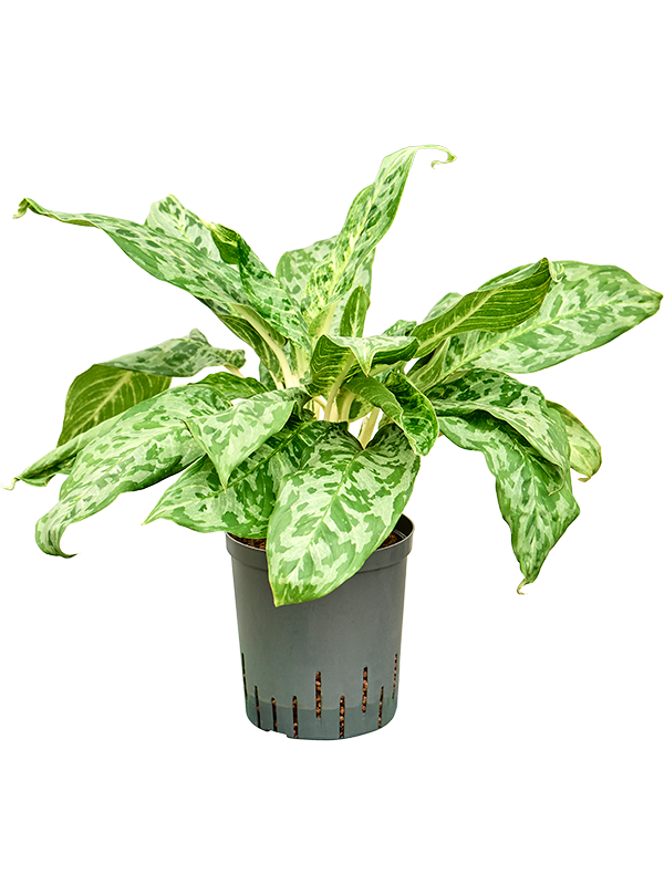 Planta naturala de interior Tuft D35xH60cm Aglaonema 'Pavo real' P18/19cm in hidrogranule