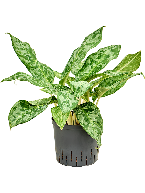 Planta naturala de interior Tuft D35xH60cm Aglaonema 'Pavo real' P22/19cm in hidrogranule