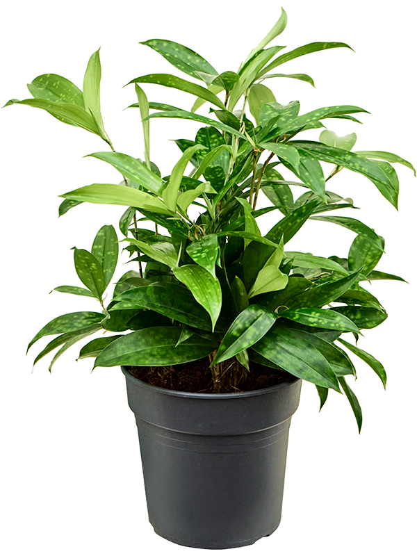 Planta naturala de interior Tuft D35xH60cm Dracaena surculosa PS19/21cm in pamant