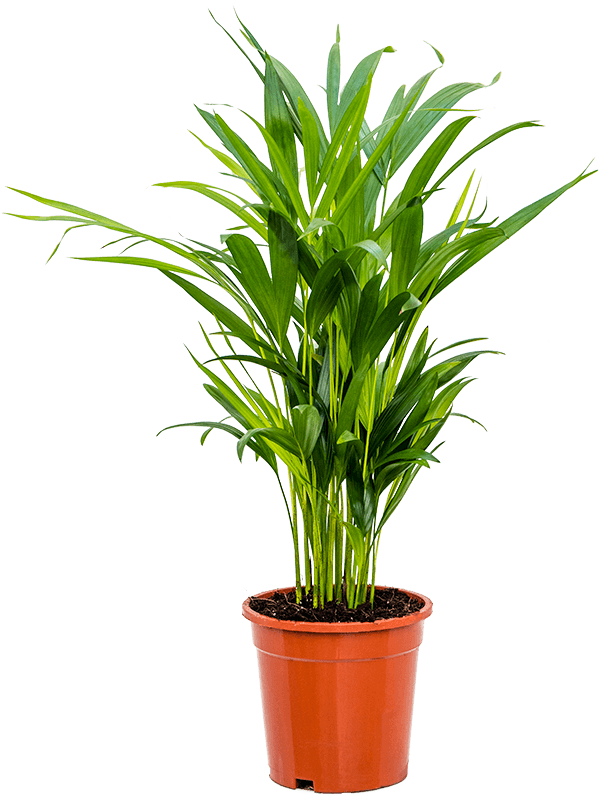 Planta naturala de interior Tuft D35xH60cm Dypsis (Areca) lutescens PS17/16cm in pamant