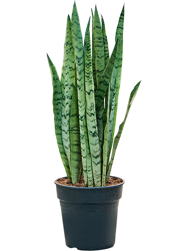 Planta naturala de interior Tuft D35xH60cm Sansevieria trifasciata 'Silver Mist' PS21/20cm in pamant