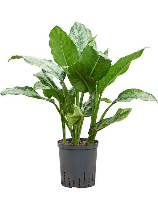 Planta naturala de interior Tuft D35xH65cm Aglaonema 'Chantal' P18/19cm in hidrogranule