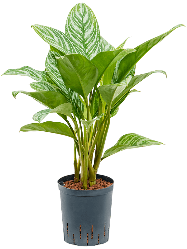 Planta naturala de interior Tuft D35xH70cm Aglaonema 'Stripes' P18/19cm in hidrogranule