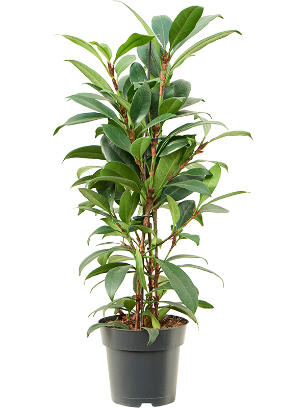 Planta naturala de interior Tuft D35xH65cm Ficus cyathistipula 'Compacta' PS17/15cm in pamant