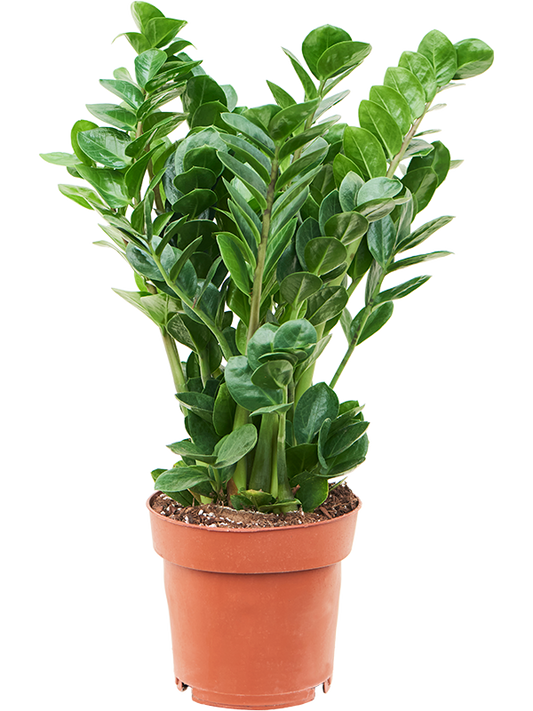 Planta naturala de interior Tuft D35xH65cm Zamioculcas zamiifolia 'Midori' PS19/17cm in pamant