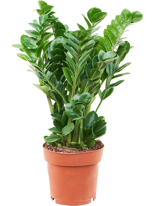 Planta naturala de interior Tuft D35xH65cm Zamioculcas zamiifolia 'Midori' PS19/17cm in pamant