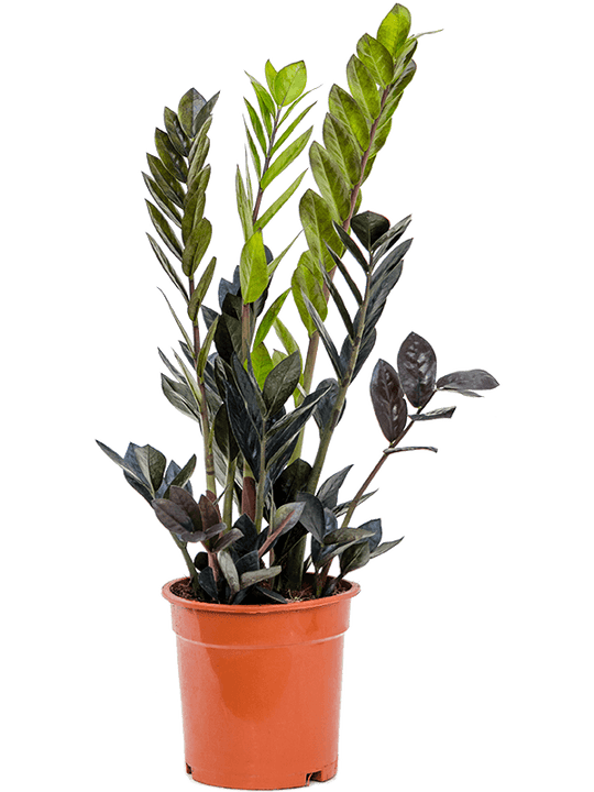Planta naturala de interior Tuft D35xH65cm Zamioculcas zamiifolia 'Raven' PS17/16cm in pamant