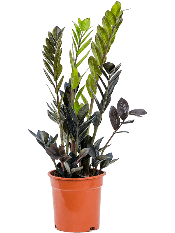 Planta naturala de interior Tuft D35xH65cm Zamioculcas zamiifolia 'Raven' PS17/16cm in pamant