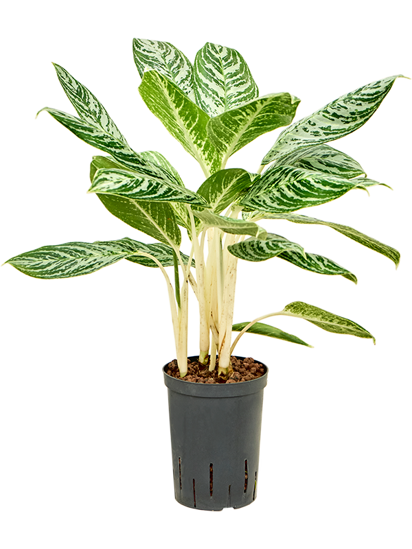 Planta naturala de interior Tuft D35xH70cm Aglaonema 'Madonna' P15/19cm in hidrogranule