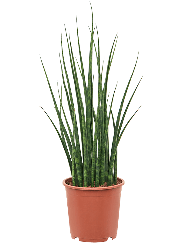 Planta naturala de interior Tuft D35xH70cm Sansevieria cylindrica 'Fernwood Mikado' PS19/17cm in pamant