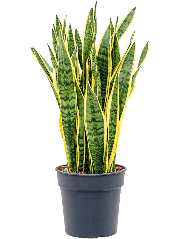 Planta naturala de interior Tuft D35xH70cm Sansevieria trifasciata 'Laurentii' PS27/25cm in pamant