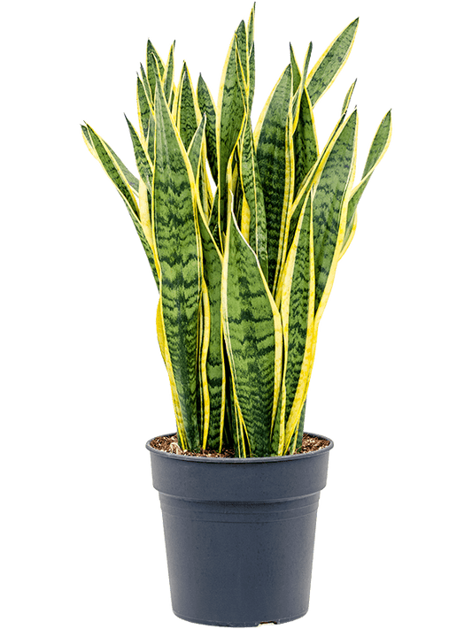 Planta naturala de interior Tuft D35xH70cm Sansevieria trifasciata 'Laurentii' PS27/25cm in pamant