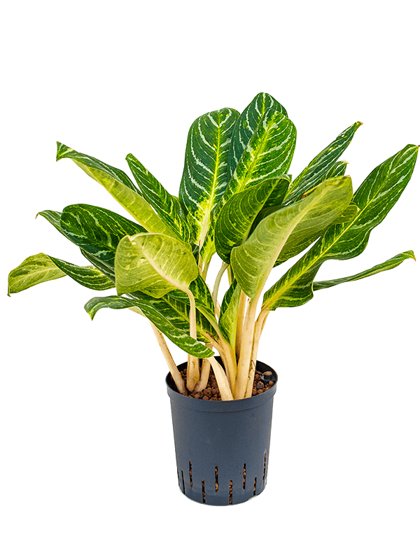Planta naturala de interior Tuft D35xH75cm Aglaonema 'Key lime' P18/19cm in hidrogranule