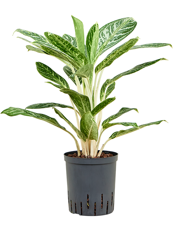 Planta naturala de interior Tuft D35xH75cm Aglaonema 'Madonna' P18/19cm in hidrogranule