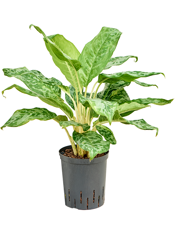 Planta naturala de interior Tuft D35xH75cm Aglaonema 'Pavo real' P18/19cm in hidrogranule