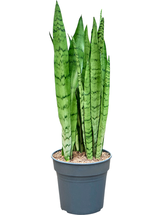 Planta naturala de interior Tuft D35xH75cm Sansevieria trifasciata 'Silver Mist' PS21/20cm in pamant