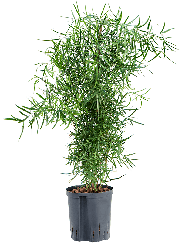 Planta naturala de interior Tuft D35xH80cm Asparagus falcatus P18/19cm in hidrogranule