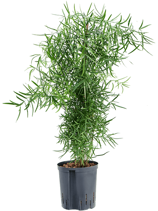 Planta naturala de interior Tuft D35xH80cm Asparagus falcatus P18/19cm in hidrogranule