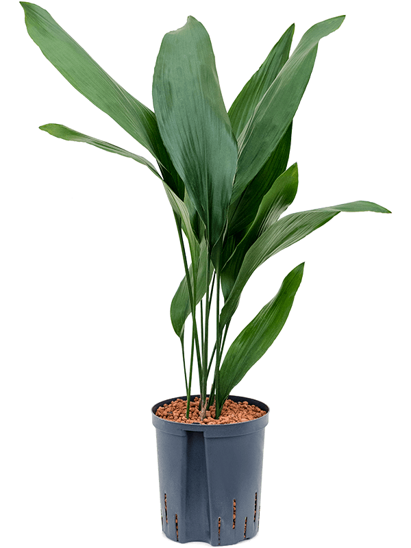 Planta naturala de interior Tuft D35xH80cm Aspidistra elatior P18/19cm in hidrogranule