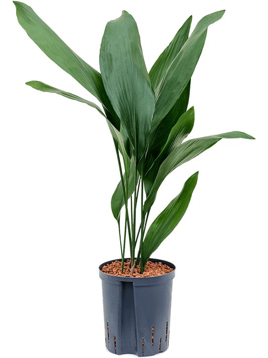 Planta naturala de interior Tuft D35xH80cm Aspidistra elatior P18/19cm in hidrogranule