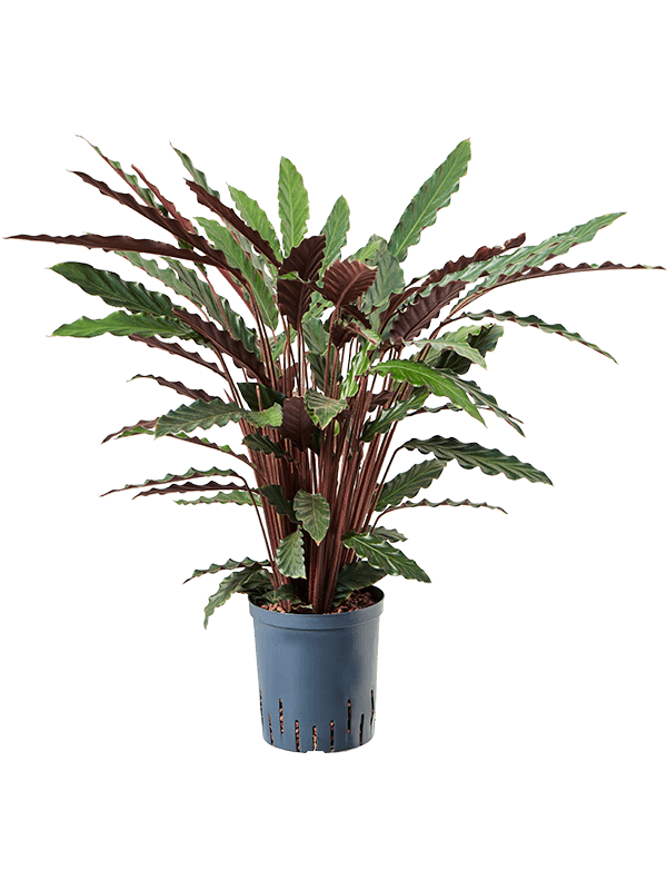 Planta naturala de interior Tuft D35xH80cm Calathea rufibarba 'Wavestar' P18/19cm in hidrogranule