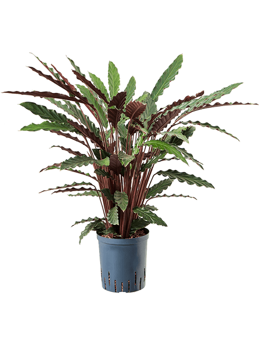 Planta naturala de interior Tuft D35xH80cm Calathea rufibarba 'Wavestar' P18/19cm in hidrogranule