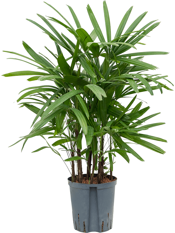 Planta naturala de interior Tuft D35xH80cm Rhapis excelsa P18/19cm in hidrogranule