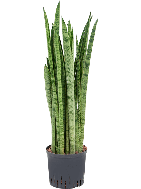 Planta naturala de interior Tuft D35xH80cm Sansevieria zeylanica 'Narrow' P22/19cm in hidrogranule